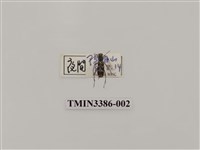 藏品(高砂刺鬚虎天牛)的圖片